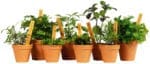(Bild: Plantagen)