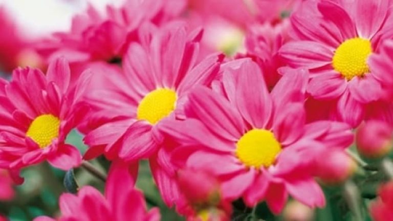 Plantagen är inriktat på såväl växter och trädgårdsredskap.