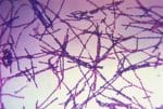Bacillus anthracis läggs åt sidan i Postnords nya sorteringstjänst.